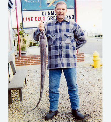 Record photograph for Anguilla rostrata